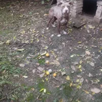 سگ پیتبول فروشی|سگ|قائمشهر, |دیوار