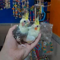 طوطی عروس هلندی سرلاکی در انواع رنگ و سن|پرنده|قائمشهر, |دیوار