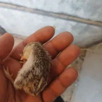 بلدرچین