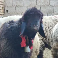 چند راس کوه ماده. درجه یک. میش قوچ بره