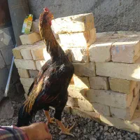 مرغ خروس لاری ابریشمی