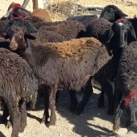 بره ماده قره قزل افشار صحیح و سالم|حیوانات مزرعه|زنجان, |دیوار