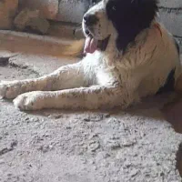 سگ گمشده|حیوانات|فریدونشهر, |دیوار