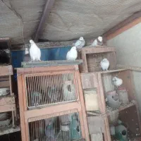 کفتر|پرنده|فولادشهر, فولادشهر|دیوار