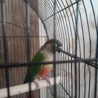 طوطی گرینچیگ