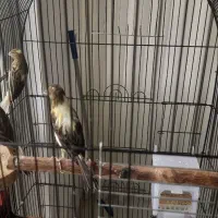 جوجه قناری ابلق