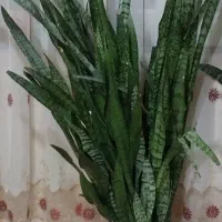 گل سانسوریا|گل و گیاه طبیعی|بجنورد, |دیوار