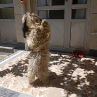 واگذاری شیتزو