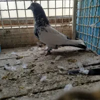 کبوتر کله دم سبز