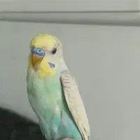 مرغ عشق فقط ۱۸۰ تومن مفت