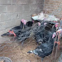 بوقلمون نر|حیوانات مزرعه|بروجرد, |دیوار