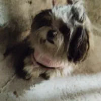 سگ پا کوتاه