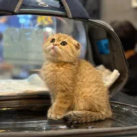 اسکاتیش گلد نر و ماده