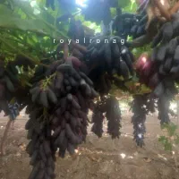 نهال انگور پیوندی سویت شاپر|خدمات باغبانی و درختکاری|خلخال, |دیوار