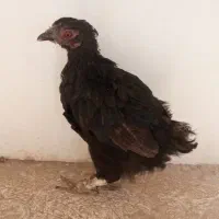 مرغ تخم گذار روستایی