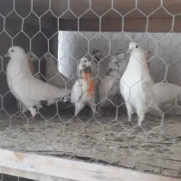 کبوتر جدید پرنده سرای اسمان