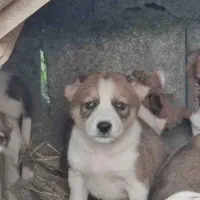 توله سراب دورگ|سگ|چابکسر, |دیوار