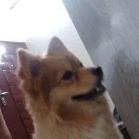 سگ پا کوتاه نژاد پامر گرگی سالم سالم