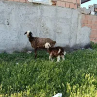 گوسفند بره دار ارزان قیمت