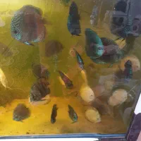 دیسکس دو اینچ