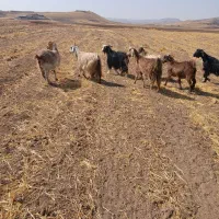 ۶عدد بز جوان شیره دار مال داشتی جفتی ۵۰میلیون