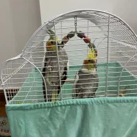 پرنده عروس هلندی جفت سخن گو