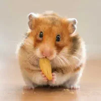 ۱ عدد همستر بزرگ و بازیگوش