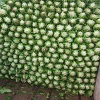 کاه فله درجه یک موجودفقط ۳تومن