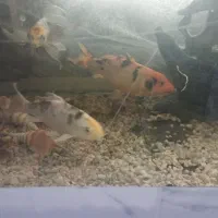 یک عدد آکواریوم به ابعاد تقریبی 80در50