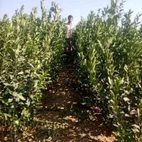 نهال جنوب|خدمات باغبانی و درختکاری|خور (اصفهان), |دیوار