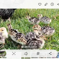 جوجه بوقلمون محلی سه روزه|حیوانات مزرعه|لنگرود, |دیوار