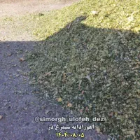 خوراک دام وطیور چاپر ذرت کاه یونجه سبوس