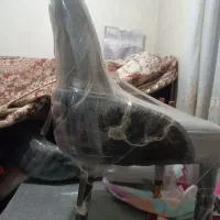 میزوصندلی ناهارخوری|میز و صندلی غذاخوری|شهرکرد, |دیوار