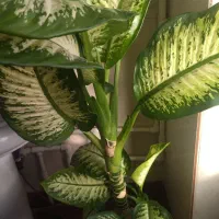 گل های آپارتمانی