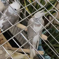 وایت فیس طوسی باهوش|پرنده|زنجان, |دیوار