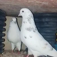 کبوتر|پرنده|ایوان, |دیوار