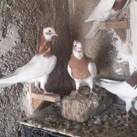 طوقی،طوق زرد،طوق سرخ|پرنده|شیراز, کوشک میدان|دیوار