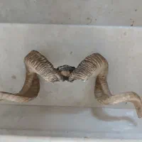 شاخ