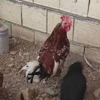 خروس گلین و مرندی سفید