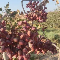 خرید پسته پوک وگو و نخودی روآبی|خدمات باغبانی و درختکاری|رفسنجان, |دیوار