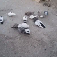 13تاکفتر صید|پرنده|مشهد, کشف|دیوار