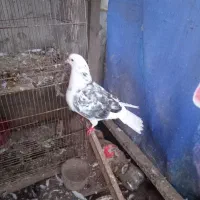 کبوتر پرشی جفت ۵۰۰ تومان ،معاوضه با مرغ عشق|پرنده|آمل, |دیوار