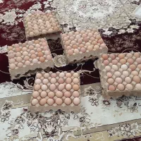تخم مرغ