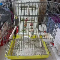 عروس هلندی|پرنده|اصفهان, شاهد|دیوار