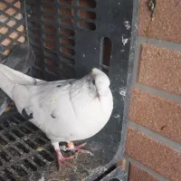 کفتر|پرنده|سیرجان, |دیوار