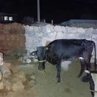 یک عدد گاو و گوساله