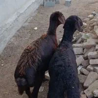 2راس توقلی ماده زیرقوچی جنس بالا