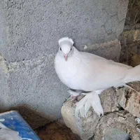 معاوضه کفتر سفید پاپری با دمگیر|پرنده|اصفهان, براآن شمالی|دیوار