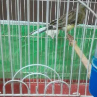 قناری نر مست بخون شلاقی به شرط خوندن|پرنده|پاکدشت, پاکدشت (مامازند)|دیوار