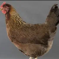 مرغ تخم گذار جوان